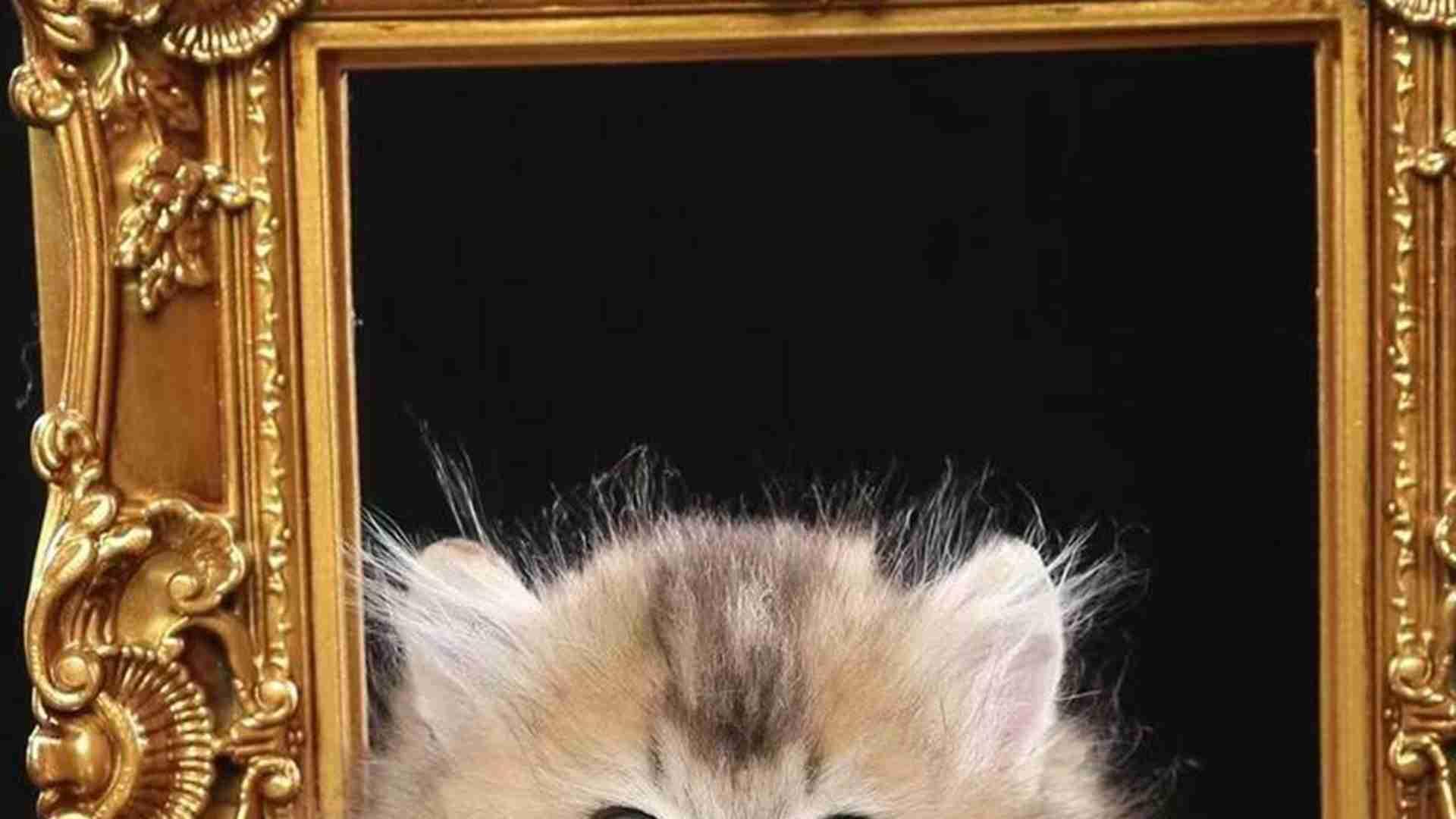 拿破仑猫繁育间隔，母体营养补充，家养风险控制，十年数据支撑