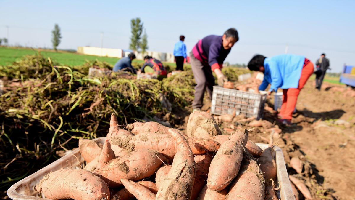 红薯种植新潮流：“倒插苗”技术是什么，它真的能让产量提升吗？