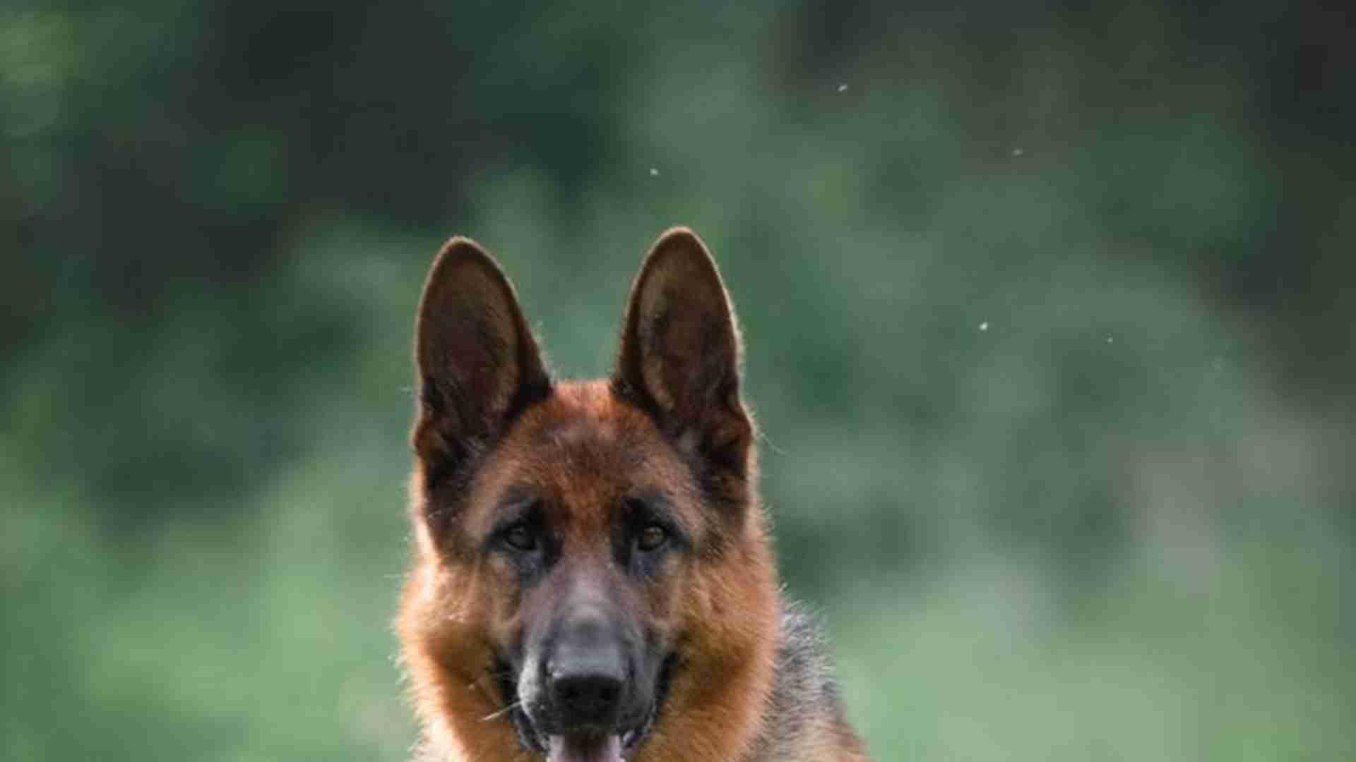 饲料加工改良，三个月见效快，山区德牧犬，投入需谨慎