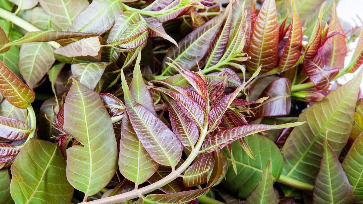 4月野菜不花钱，想知道这6种好吃又营养的是什么吗？