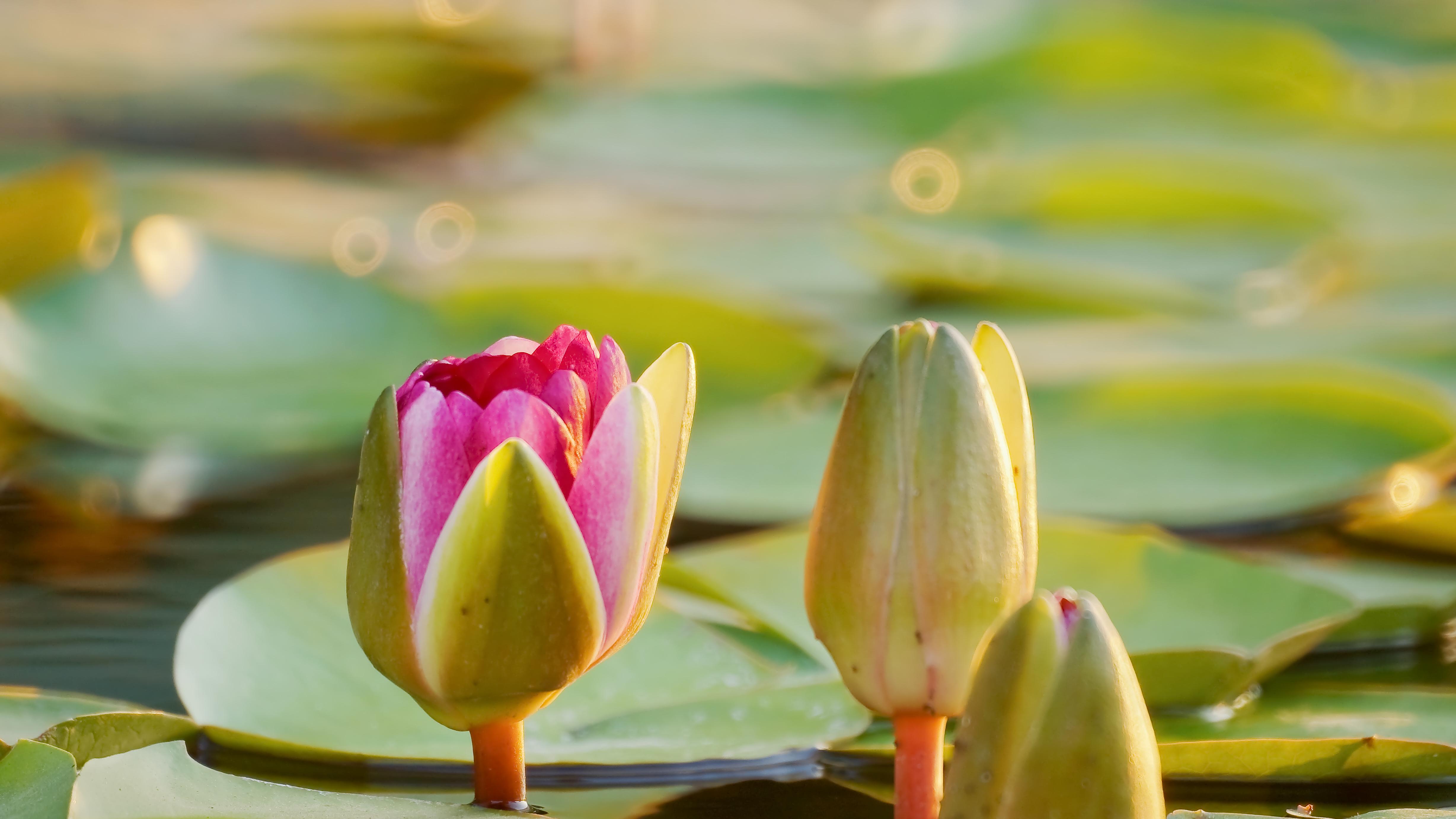 四大投行押注2026