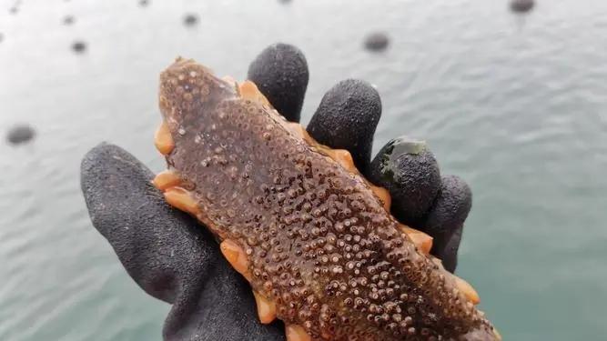 大连野生海参新排名？这家居然被行家抢着买！