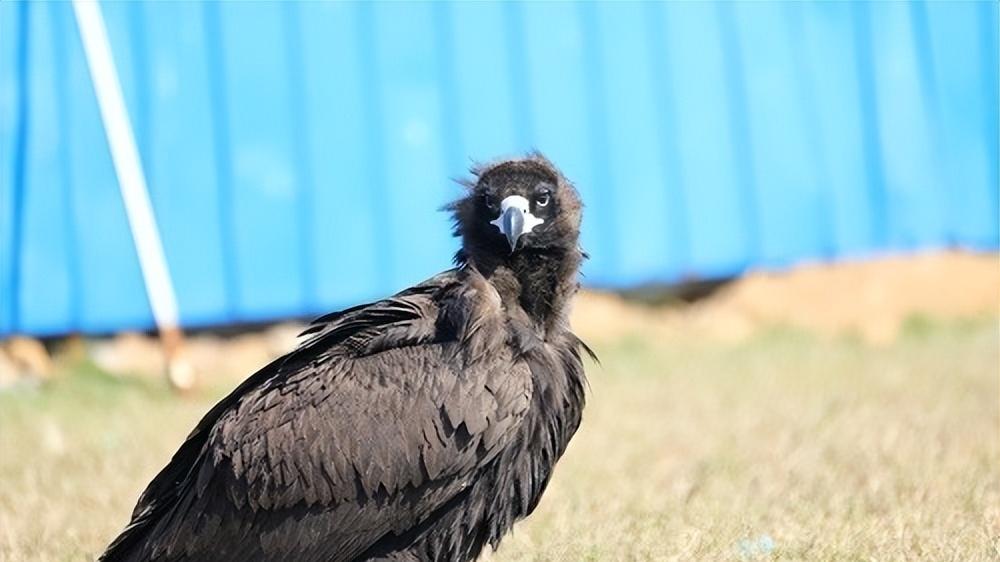 食腐秃鹫的特殊体质 竟是生态保护功臣