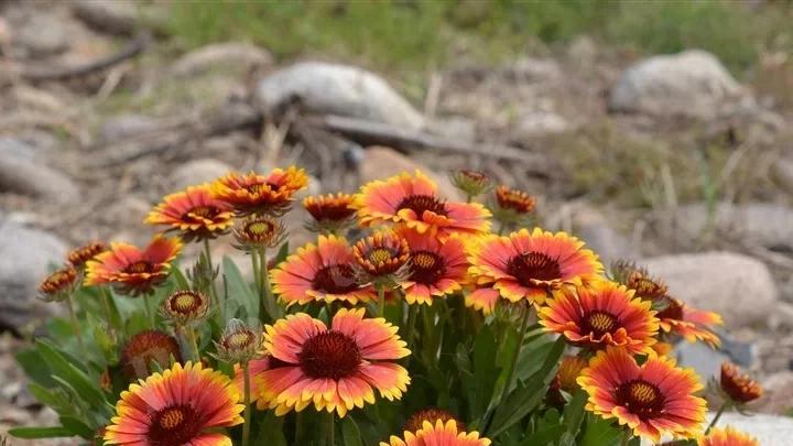 清咽、止痛、护眼的 “花园良药”——天人菊