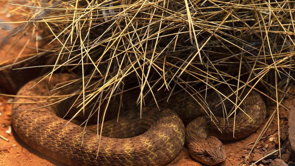 绝食半年都没事？科学家终于找到了蛇类“修仙”的基因秘密