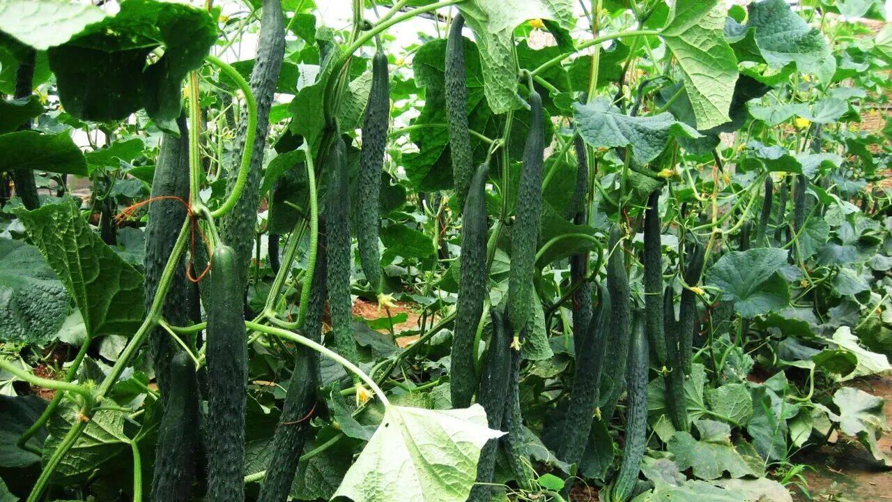 蔬菜“配对”有学问！6组黄金搭档，种一起产量翻番，少生病