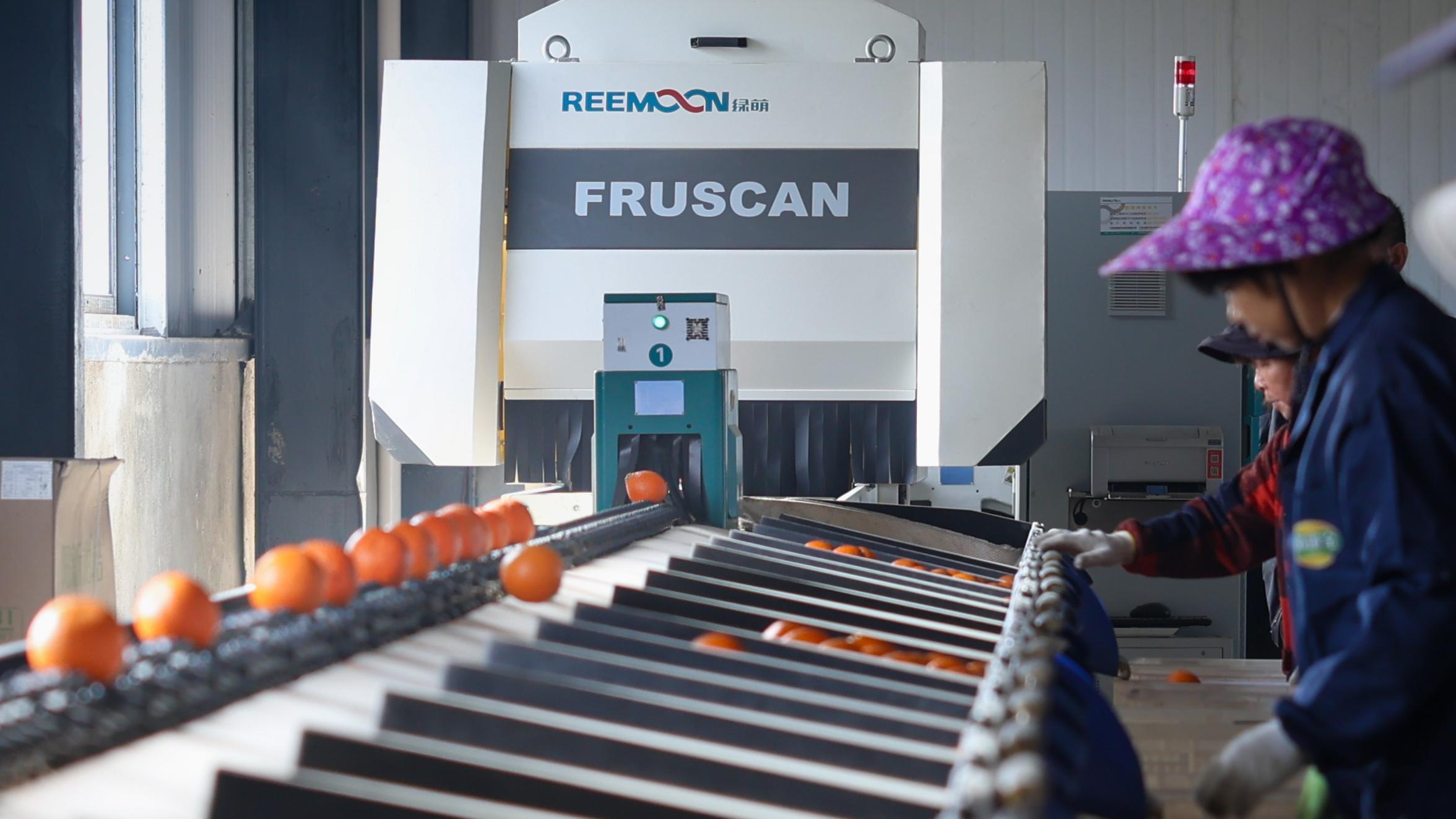 阳新：一颗橙撬动上亿产值