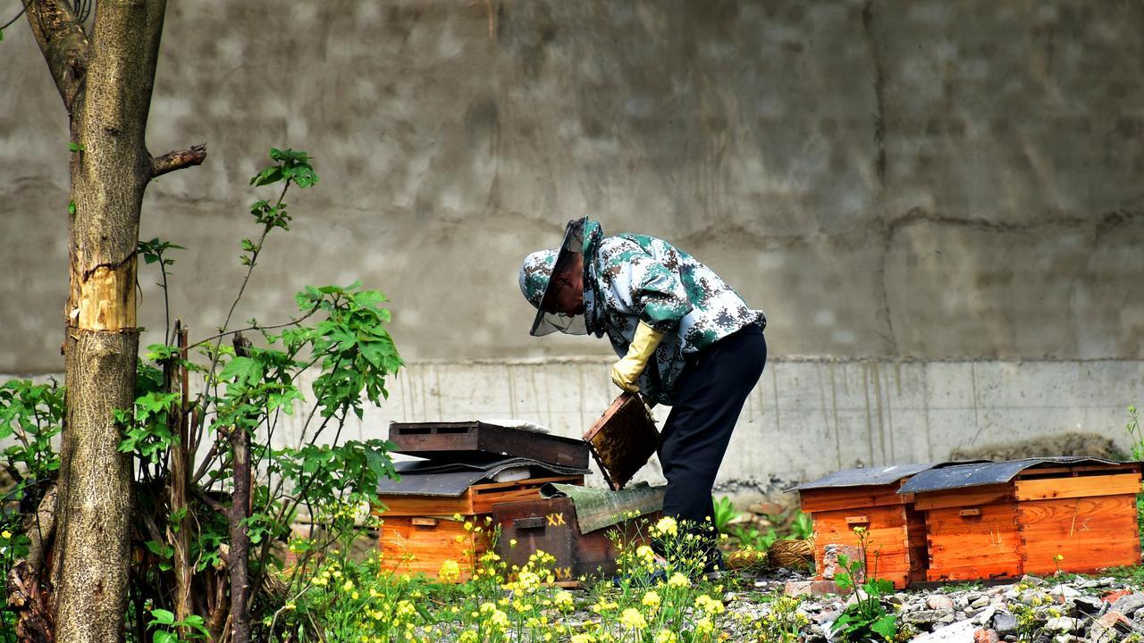 取蜜后"断档期"陷阱：一取了之蜂群崩，黄金期白忙，全年输光光！