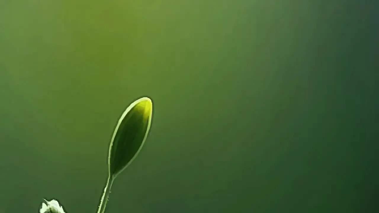 鹧鸪天 柳岸春思