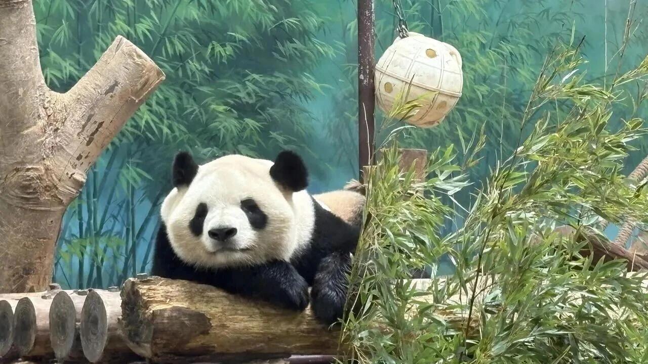 把国宝熊猫养死了会有什么后果？