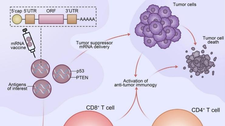 肿瘤新抗原个性化mRNA疫苗的研究进展