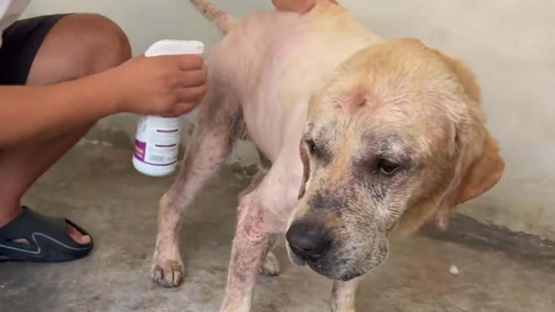 狗狗太顽皮喜欢拆家，差点被狗主人卖给狗肉贩子，成为盘中餐