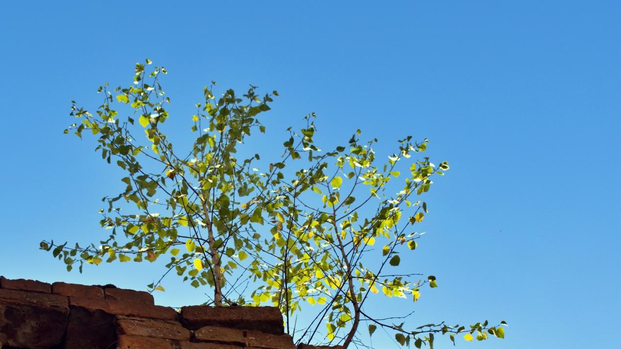 从《重返狼群》看习惯养成的隐性逻辑