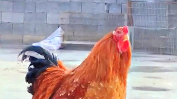 天呐，这是什么公鸡，能拉车了呀！