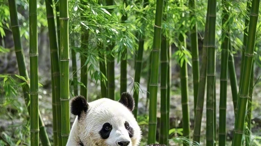 呆呆的熊猫有多恐怖，为何老虎狮子都怕它