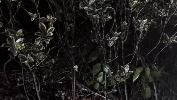 流浪猫到底该不该喂？