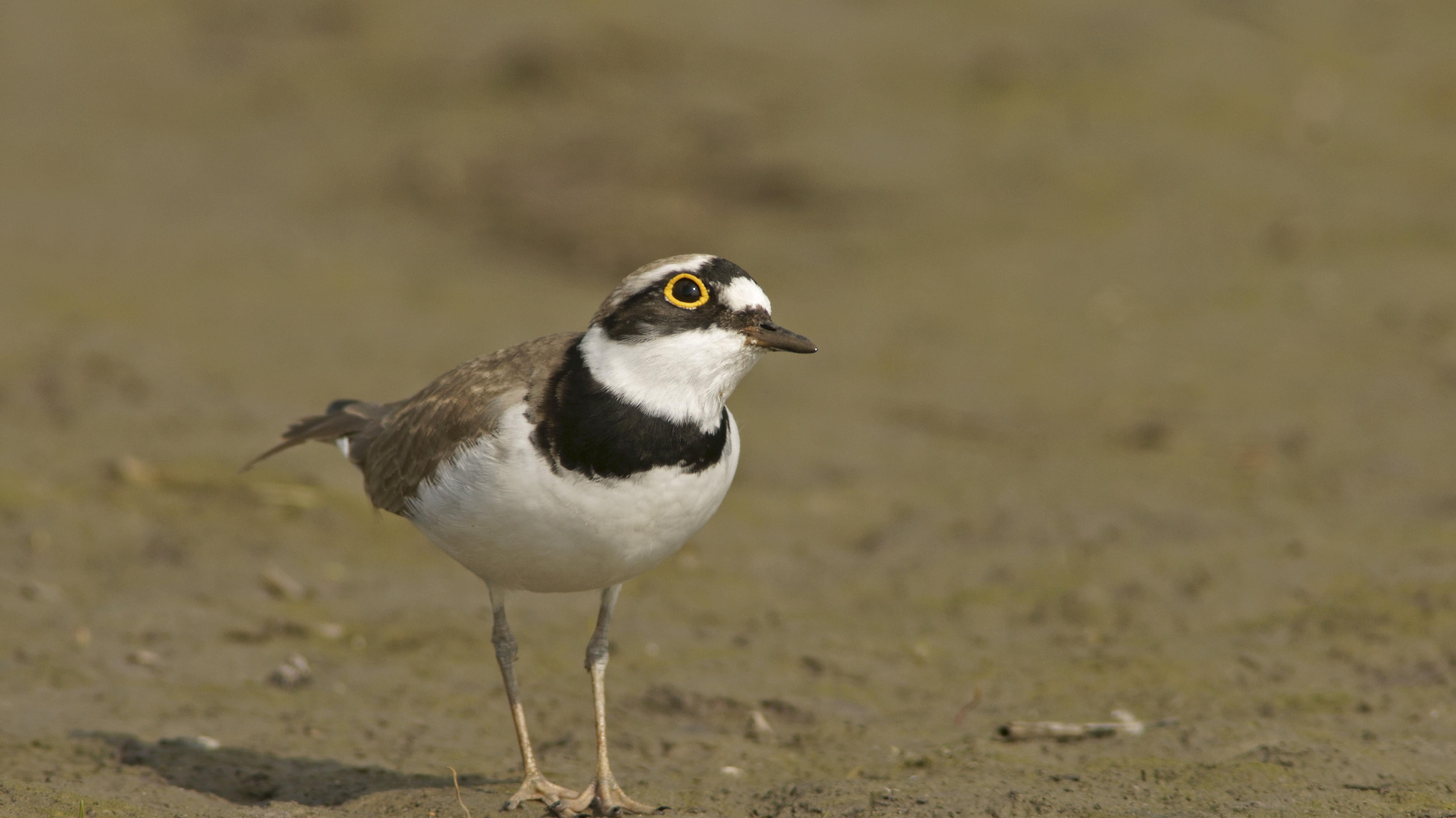 硅谷开始“反向取经”？AI的胜负手换了