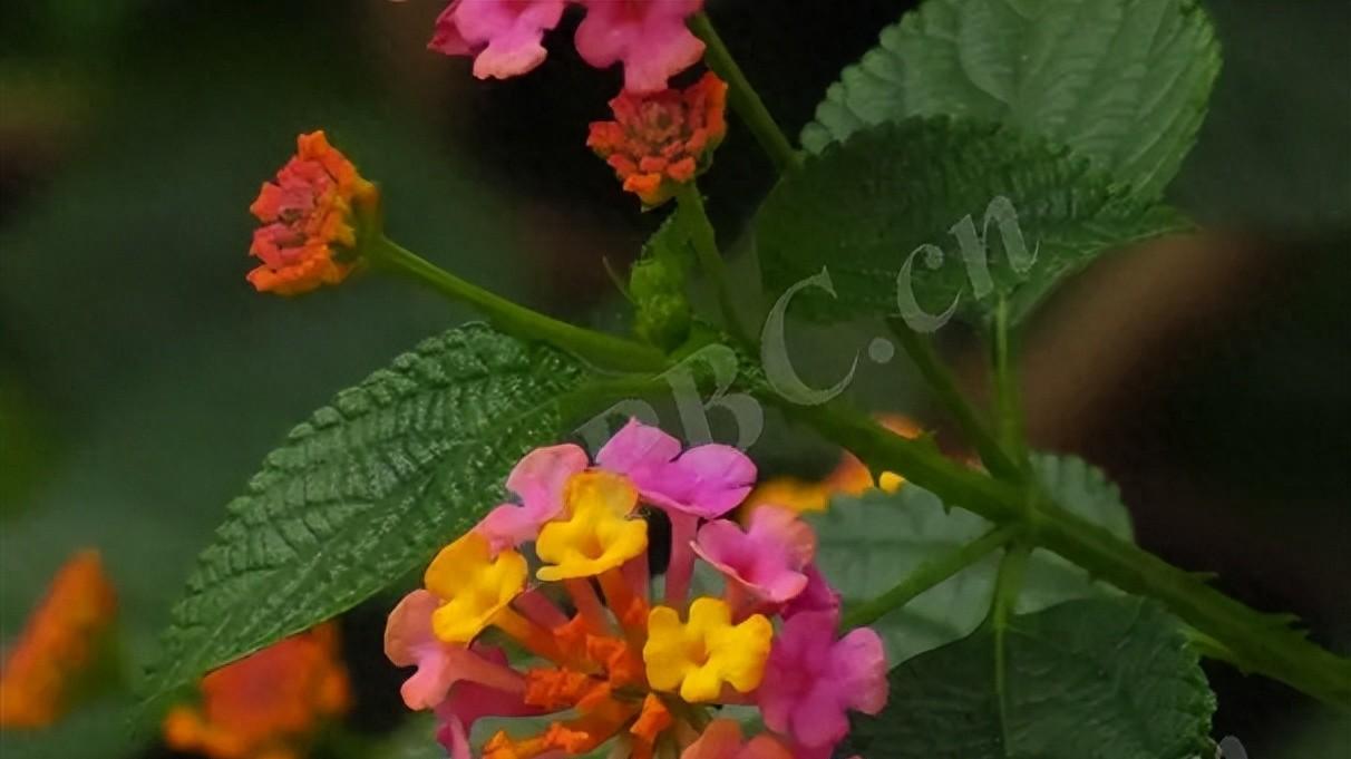 植物界的“蛇蝎美人”——马缨丹