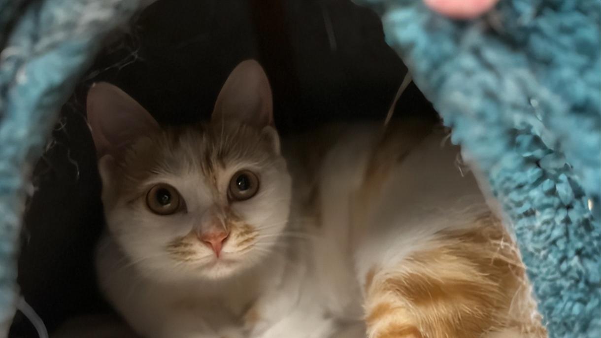 2026全国人宠同行哪个顺风车平台好？最新平台排行榜推荐：宠物托运找哪家靠谱？