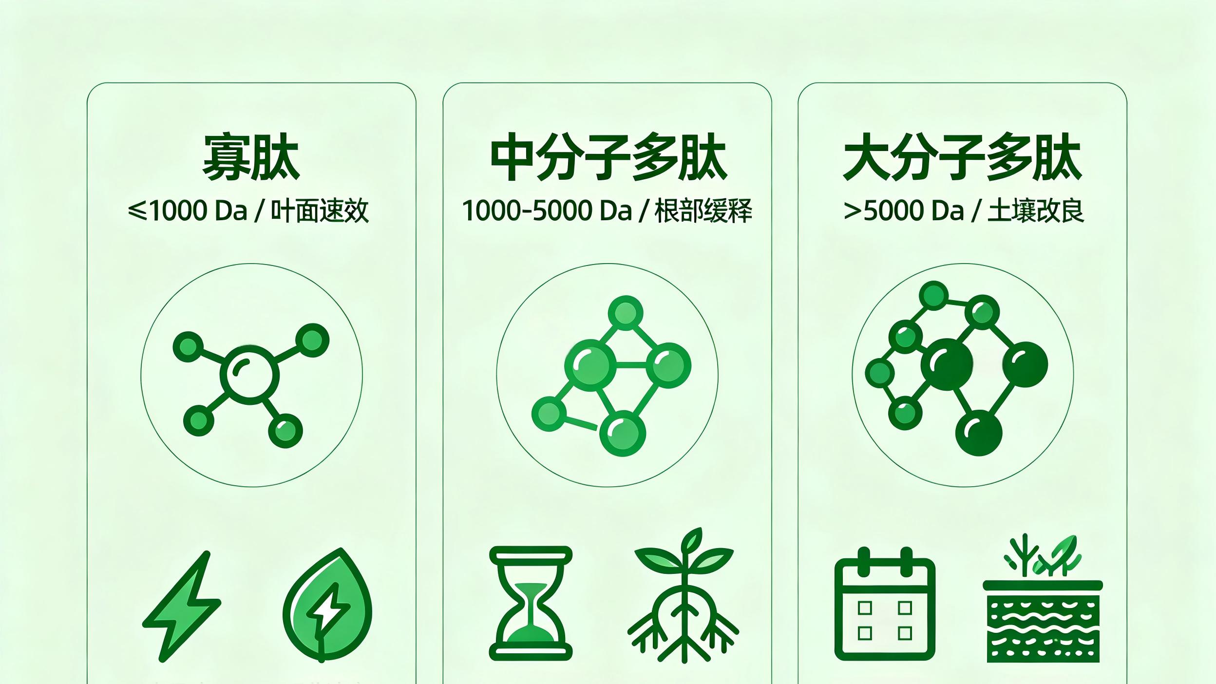 寡肽、中分子、大分子——三种分子量，三条赛道，别再混着用了
