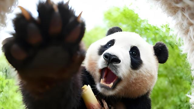 大熊猫福宝“一熊两面”：人前软萌粘人，人后秒变“拆家大王”