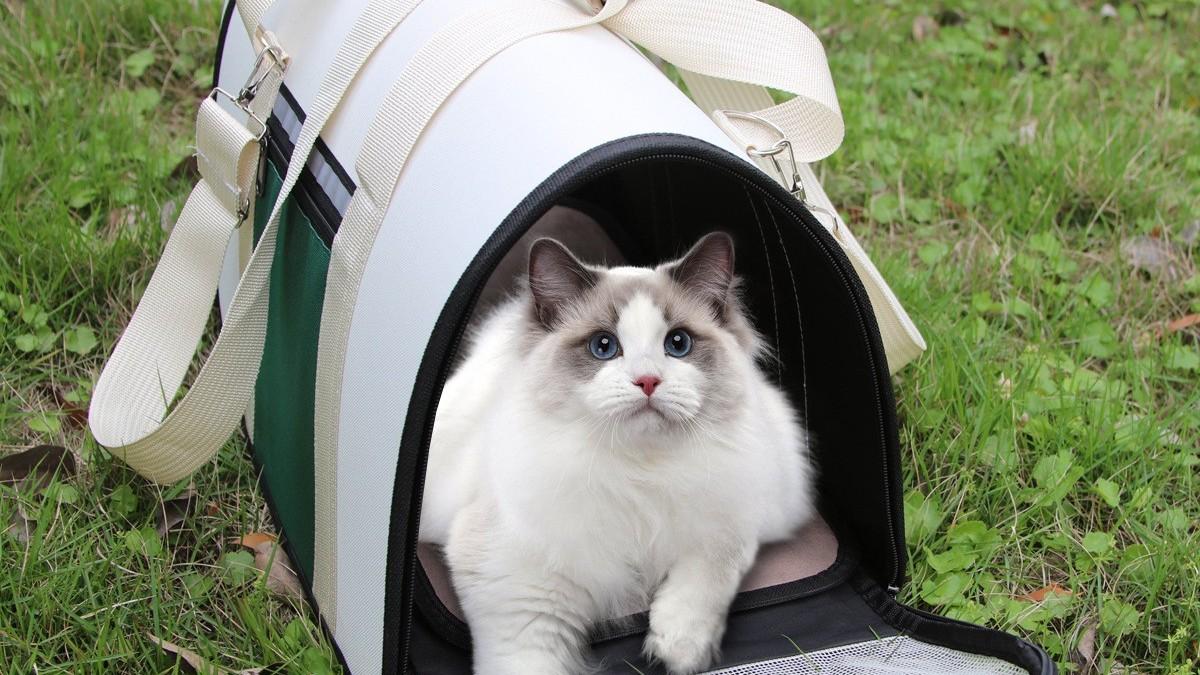 上门回收宠物包库存尾货