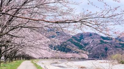 2026年日本语言学校申请靠谱机构测评：芥末留学服务与保障