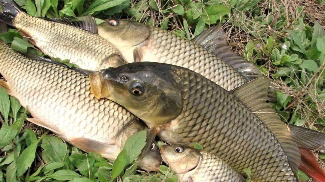 同样的麦粒玉米，凭啥别人狂拉巨物你只能喂蚊子？3细节决定鱼获！