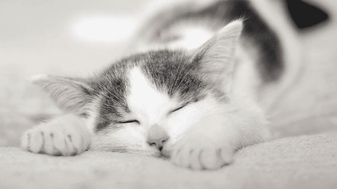 猫罐头主食罐什么牌子好？希喂对比巅峰、麦富迪，谁性价比最高？