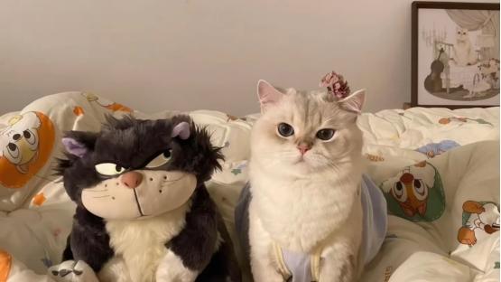 2026七月份热门猫粮排名榜单出炉，十大高口碑猫粮优缺点详细解析