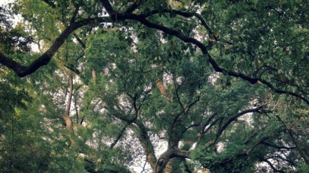 千年通济堰，东方巴比松 —— 走进古堰画乡