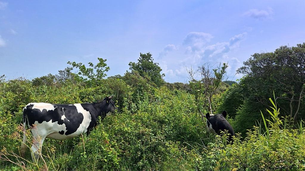 借道香港，不是绕路是抄近道