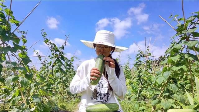 瓜田里的“嘉”人：00后姑娘20亩黄瓜滞销，以瓜为餐发出“江湖帖”