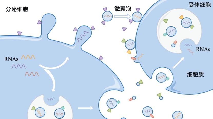 探秘细胞间“纳米信使”：外泌体如何左右免疫与疾病？