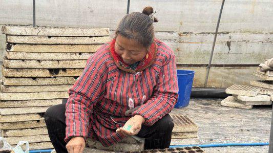 湖北咸丰：抢抓农时育壮苗 精准服务保生产