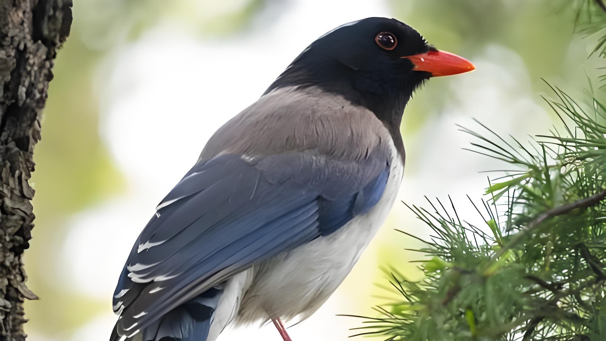 红嘴蓝鹊又来袭