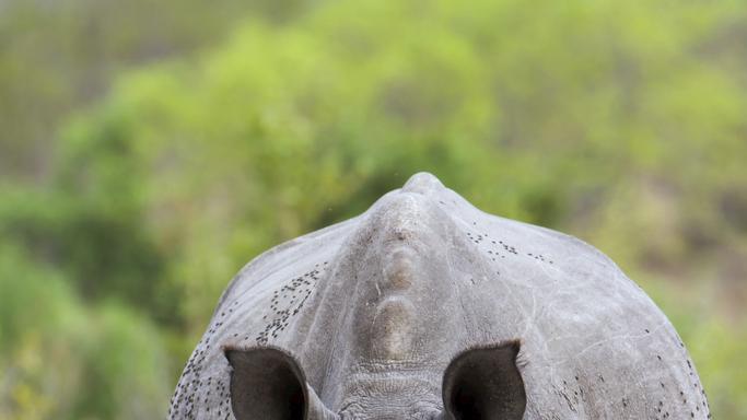 如果我是一头犀牛