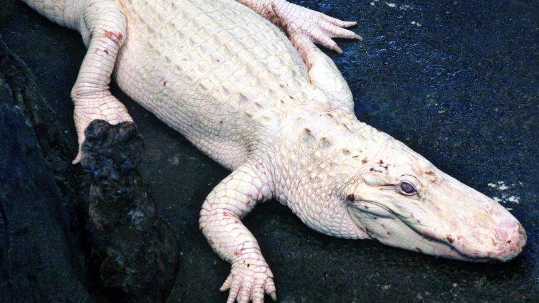 除了白虎，这些白化病动物你见过几个？