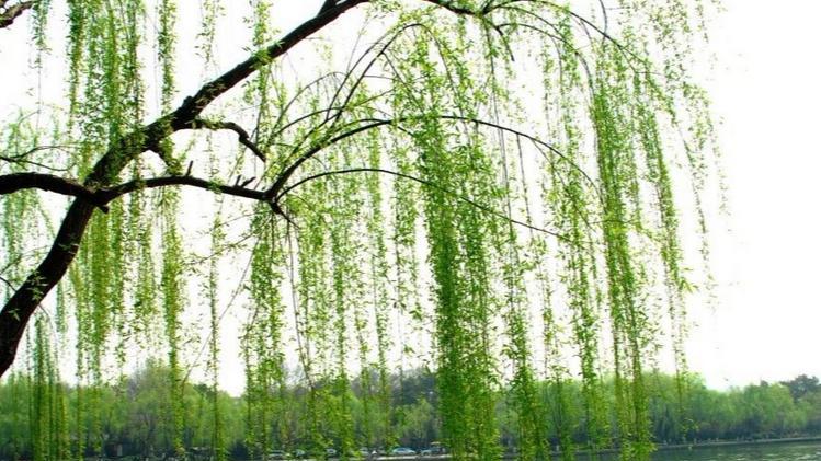 “山河四省”排名前10的诗人排行榜，哪个省入选的诗人最多？你猜不到