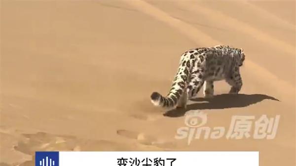 新疆一处沙漠惊现雪豹 网友取名沙尘豹：当地从未出现过