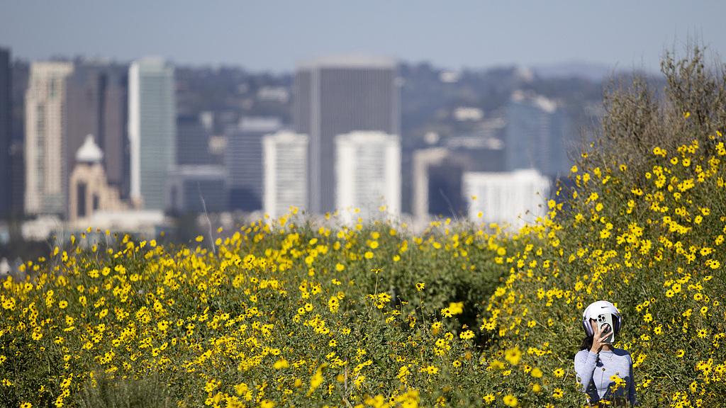 蝴蝶大乐透26016期分析，上期冷码开出了2个号码，本期的温码防3个号码