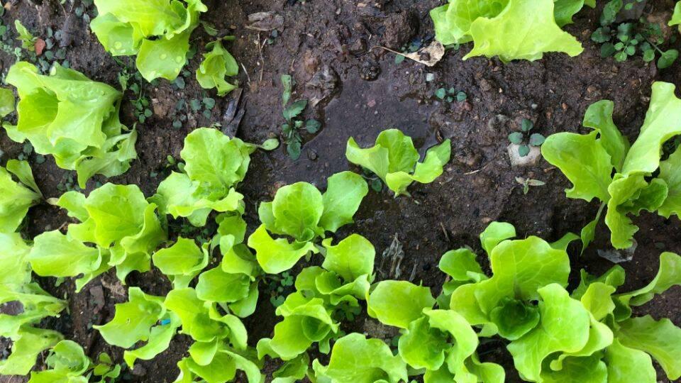 记好这种菜口诀！新手也能成行家，大田小菜都适用，年年丰收不愁