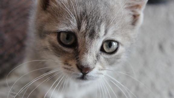 怎么选猫粮？进口还是国产好？希喂VS渴望、巅峰，哪个最值得买？