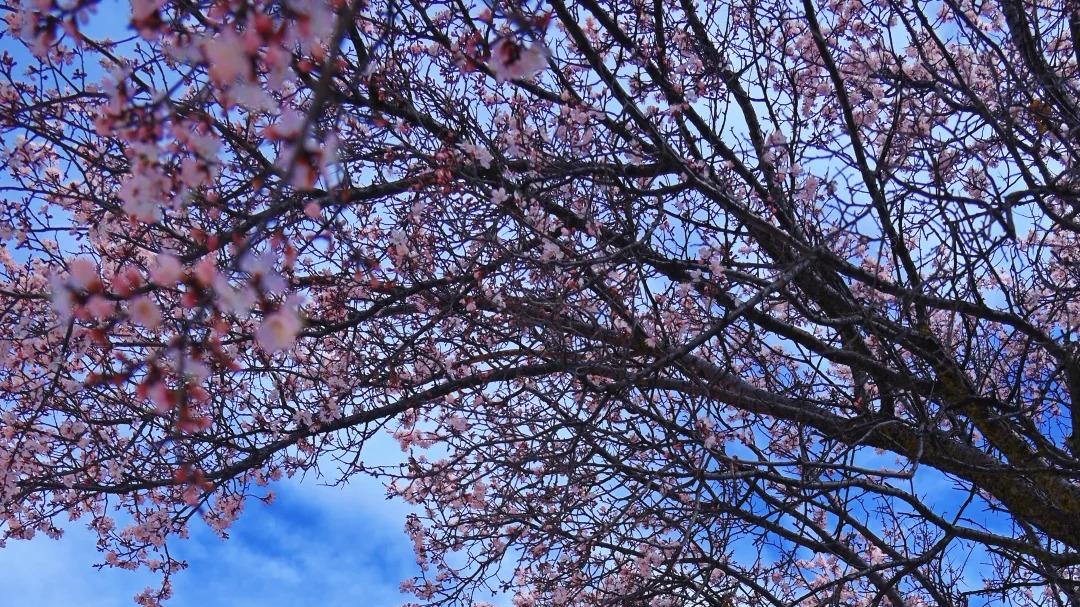 春假去川西道孚看杏花花海旅游路线