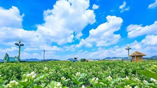 数字茉莉香飘世界：横州AI赋能茉莉花产业全链升级