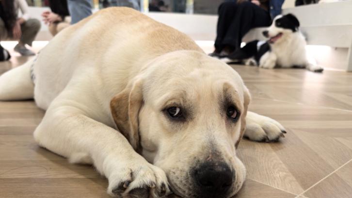 网红迪拜旅游遇战火，把狗留在当地自己跑了，被大量网友围攻指责