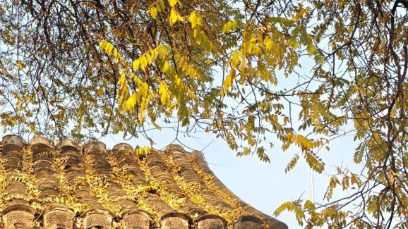 砖影瓦声，拾捡北京夜巷的听觉密语