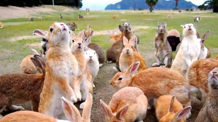 澳大利亚头疼的2种动物，一种动用了轰炸机，一种派出特种兵都没用