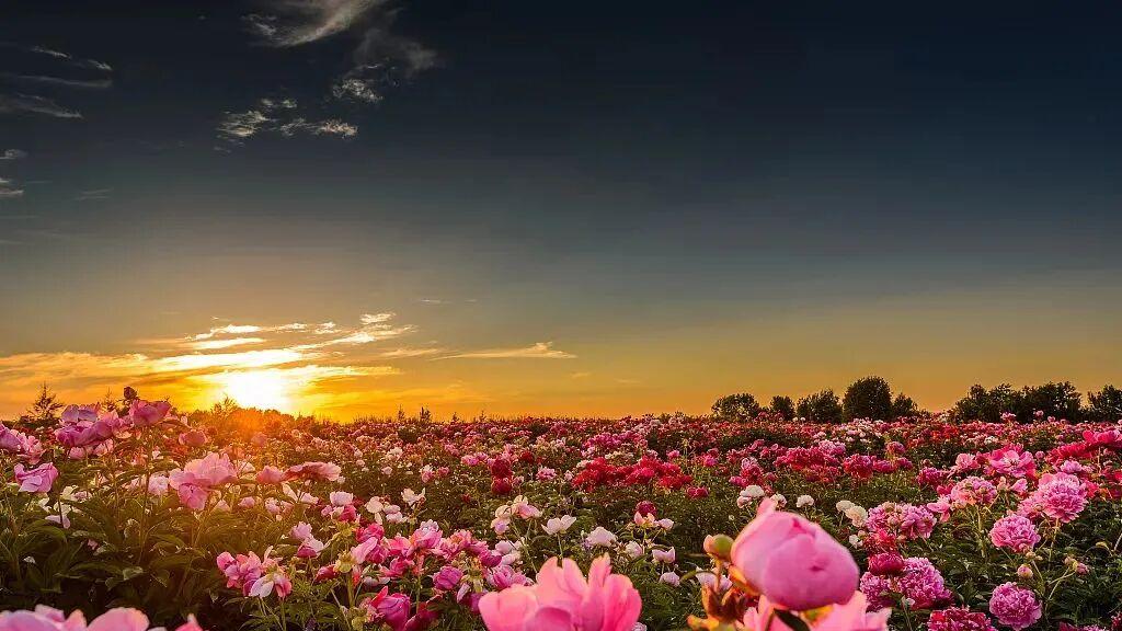 菏泽芍药，何以掌握“全球花期”？