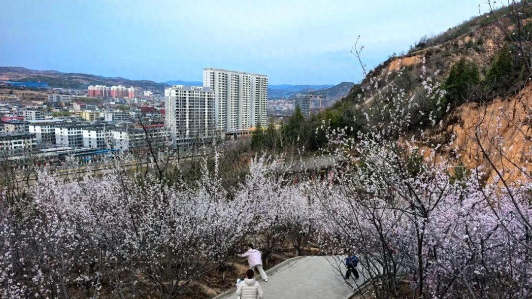兴县：春来花满山 赏春正当时